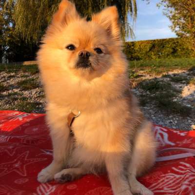 Hundetreffen-Zwergspitz/Pomeranian Treffen :)-Bild