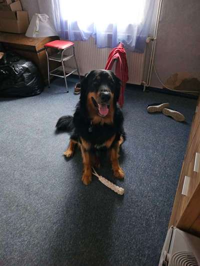 Hovawart-Beitrag-Bild