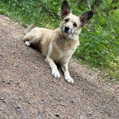 Hundetreffen-Hundefreund/in gesucht für gemeinsame Spaziergänge-Bild