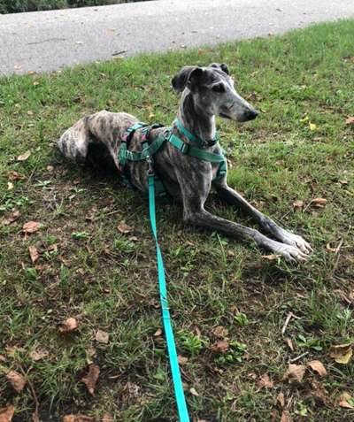 Auslandstierschutz-Beitrag-Bild