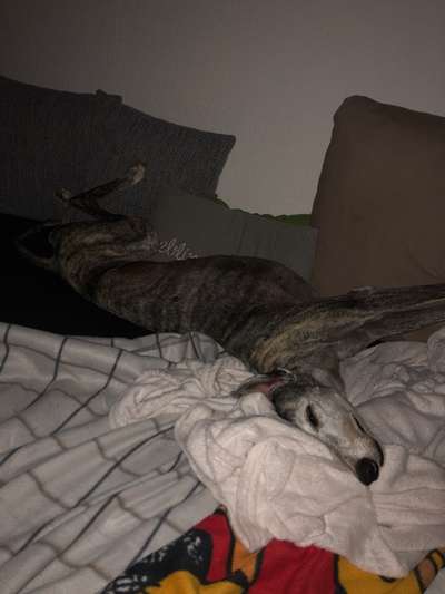 Windhunde - Treffen der besonderen Schönheiten
HERZLICH WILLKOMMEN-Beitrag-Bild