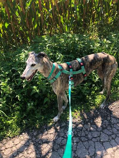 Windhunde - Treffen der besonderen Schönheiten
HERZLICH WILLKOMMEN-Beitrag-Bild