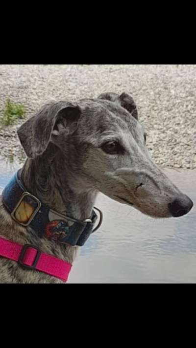 Windhunde - Treffen der besonderen Schönheiten
HERZLICH WILLKOMMEN-Beitrag-Bild