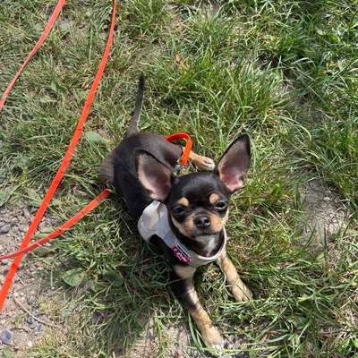 Hundetreffen-Kleinhunde /spielen/ im Raum Dübendorf-Opfikon / Zürichsee Bellevue-Bild