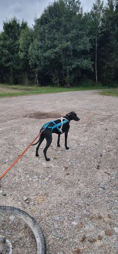 Hundetreffen-Trainingspartner im Zughundesport-Bild