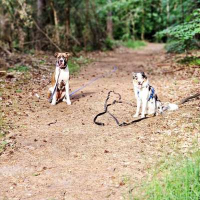 Hundetreffen-Social Walks, Alltagstraining, etc.-Bild