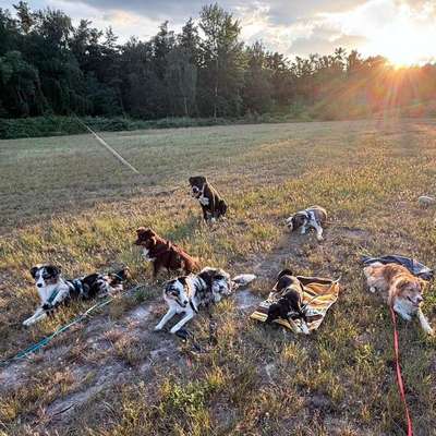 Hundetreffen-Social Walks, Alltagstraining, etc.-Bild