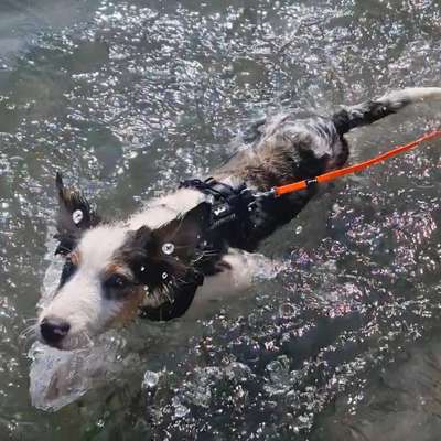 Hundetreffen-Gassirunde und Spielkamerad für Border Collie gesucht-Bild