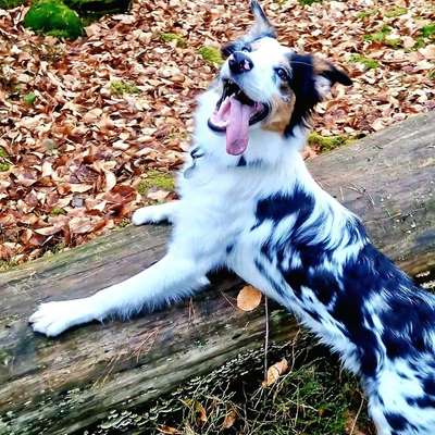 Hundetreffen-Gassi Partner für Border Collie gesucht-Bild