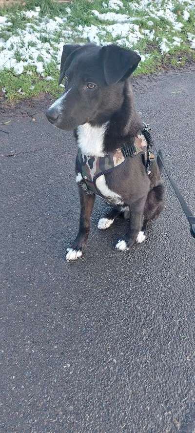 Auslandstierschutz-Beitrag-Bild