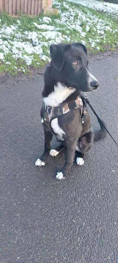 Auslandstierschutz-Beitrag-Bild