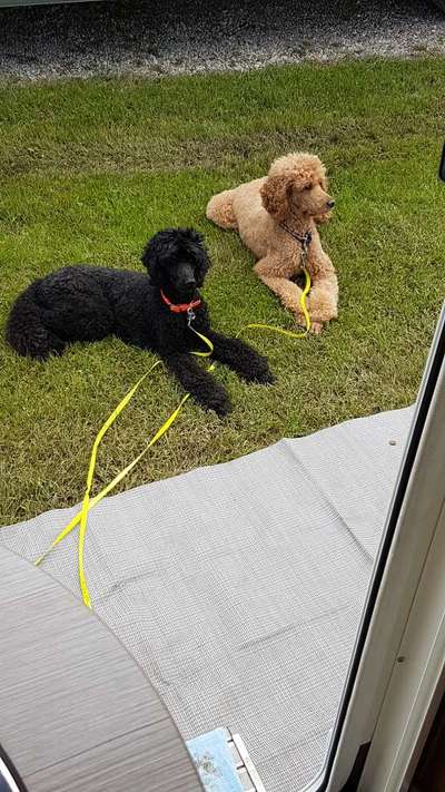 Alles rund um den Pudel-Beitrag-Bild