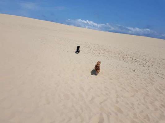 Die Dogorama Wochen Challenge: “Dein Hund im Urlaub”-Beitrag-Bild