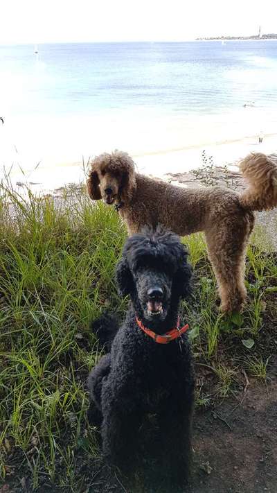 Alles rund um den Pudel-Beitrag-Bild