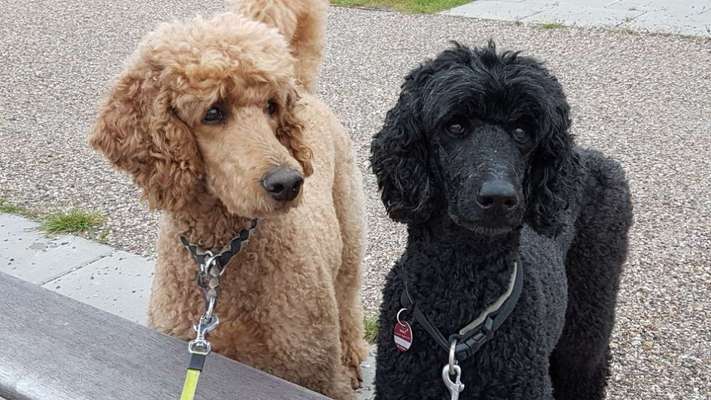 Pudel-Treffen-Beitrag-Bild