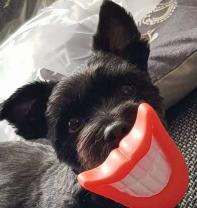 Dogorama Photo Challenge - Lieblingsspielzeug!-Beitrag-Bild