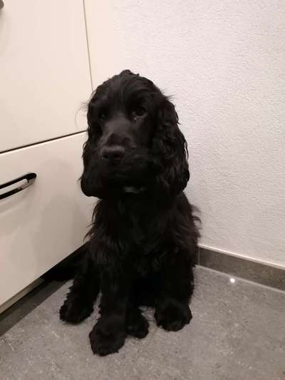 Englisch Cocker Spaniel-Beitrag-Bild