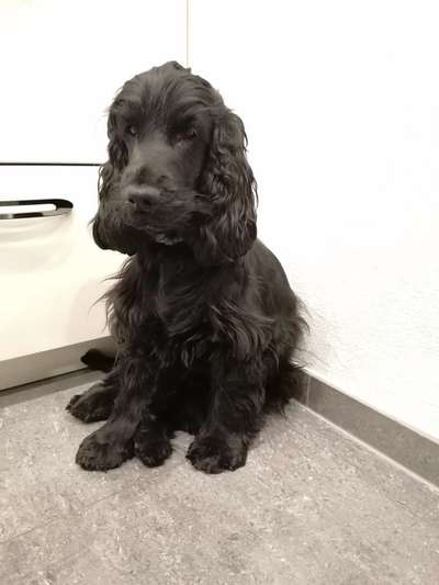 Cocker Spaniel-Beitrag-Bild