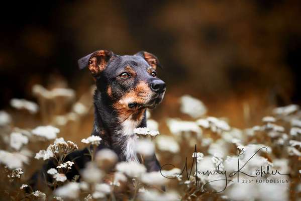 Dein Hund im Dogorama-Kalender 2021-Beitrag-Bild