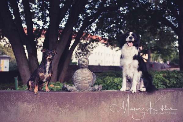 Dein Hund im Dogorama-Kalender 2021-Beitrag-Bild