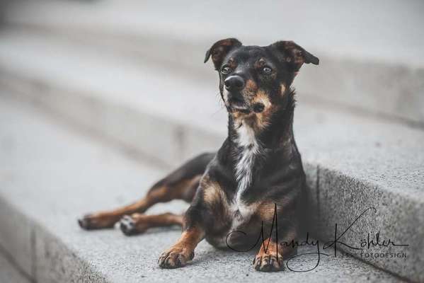 Dein Hund im Dogorama-Kalender 2021-Beitrag-Bild