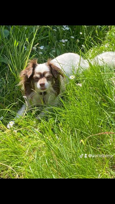 Hundetreffen-Lernen und spielen in Magdeburg-Bild