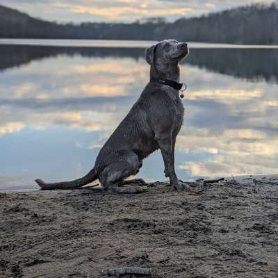 Hundetreffen-Gassi und Spielrunden-Bild