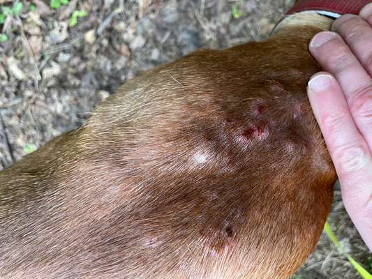 Ausschlag oder Bisse ?-Beitrag-Bild