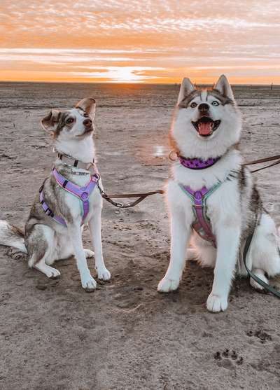 Husky-Beitrag-Bild
