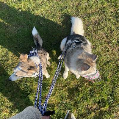 Hundetreffen-Gemeinsam unterwegs – Spaziergänge mit Leine 🐶-Bild
