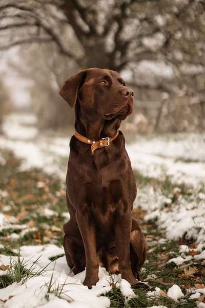 Hundetreffen-Gemeinsamer Spaziergang/Spieltreff-Bild