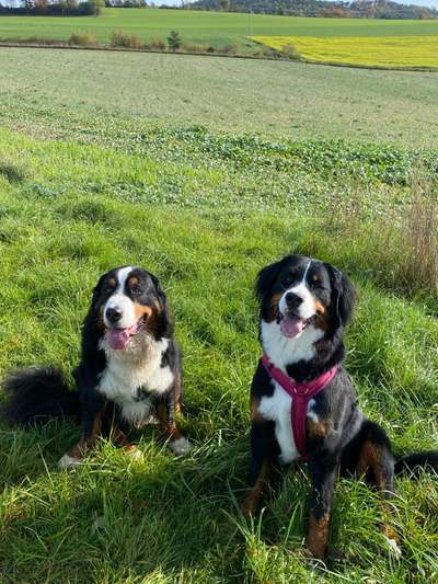 Berner Sennen-Beitrag-Bild