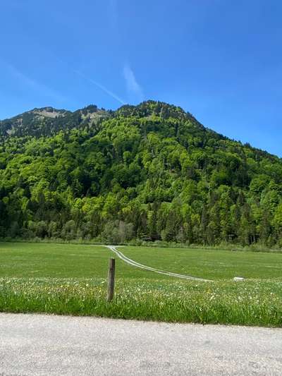 Berner Sennen-Beitrag-Bild
