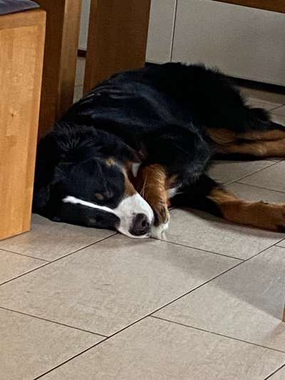 Berner Sennen-Beitrag-Bild