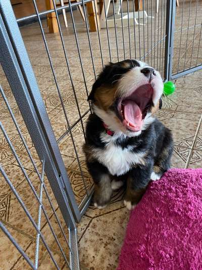 Welpen Bilder !-Beitrag-Bild