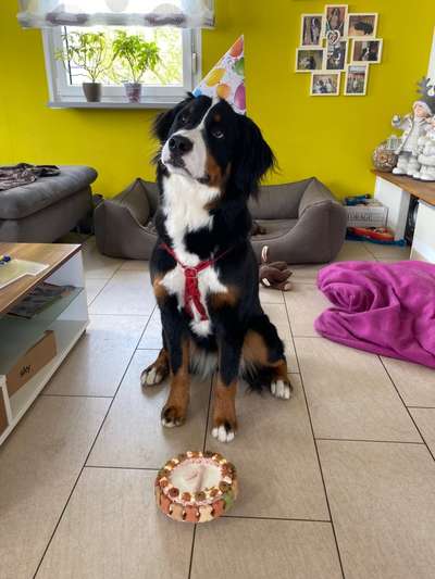 Berner Sennen-Beitrag-Bild