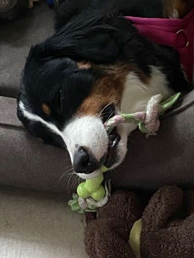 Berner Sennen-Beitrag-Bild