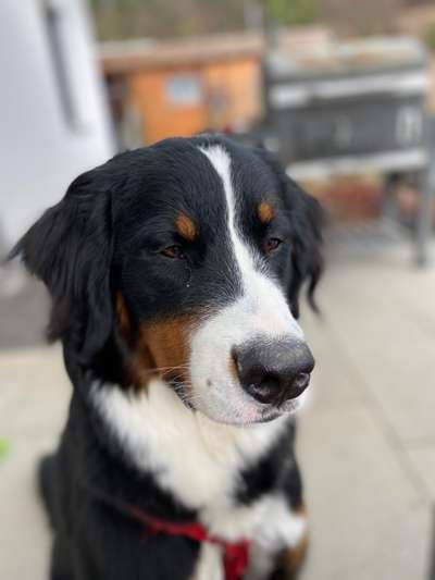 Welpen Bilder !-Beitrag-Bild