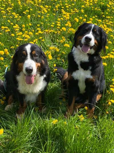 Berner Sennen-Beitrag-Bild