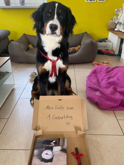 Berner Sennen-Beitrag-Bild