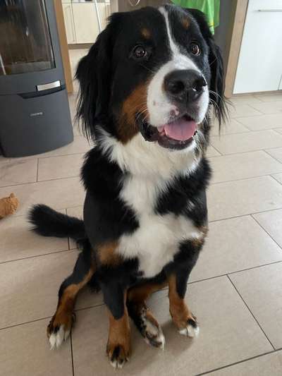 Berner Sennen-Beitrag-Bild