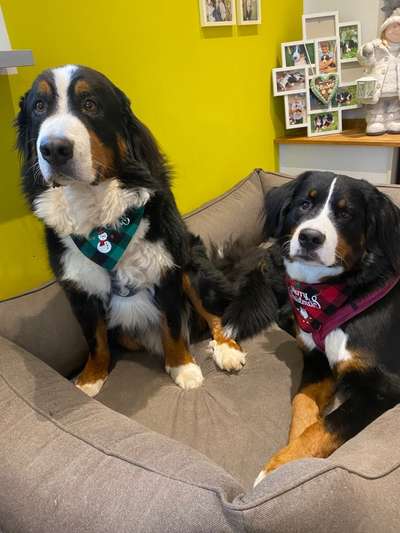 Berner Sennen-Beitrag-Bild