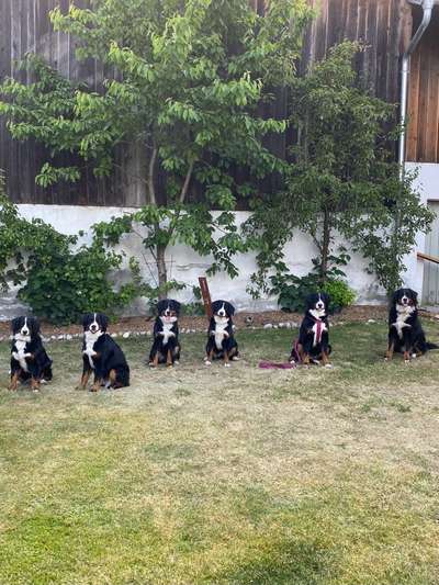 Berner Sennen-Beitrag-Bild