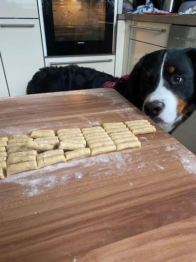 Berner Sennen-Beitrag-Bild