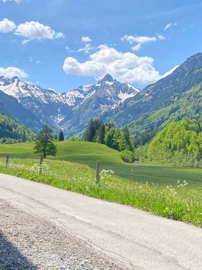Berner Sennen-Beitrag-Bild