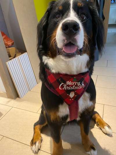 Berner Sennen-Beitrag-Bild