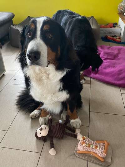 Berner Sennen-Beitrag-Bild