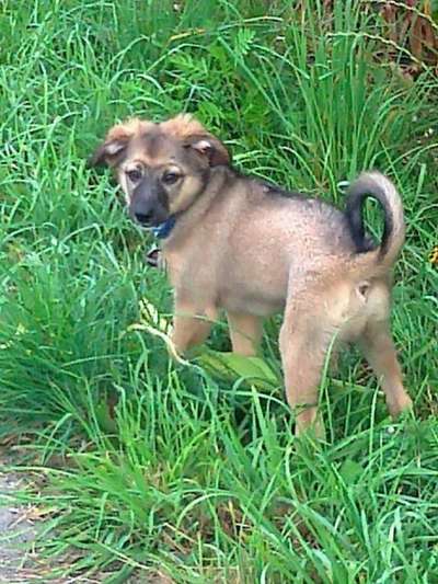 Welpen Bilder !-Beitrag-Bild