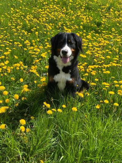 Welpen Bilder !-Beitrag-Bild