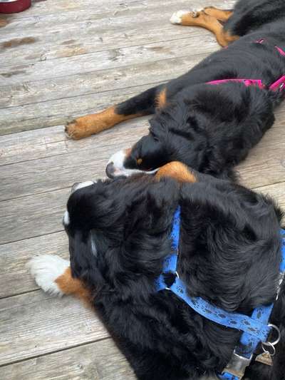 Berner Sennen-Beitrag-Bild